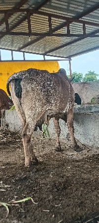 સાટા માં જર્સી ગાય લેવા ની સે