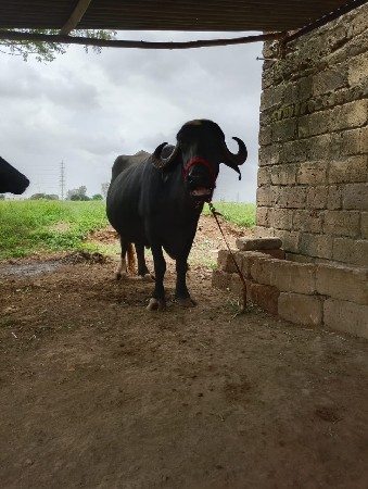 ભેંસ વેચવાની છે નંબર 6355675032