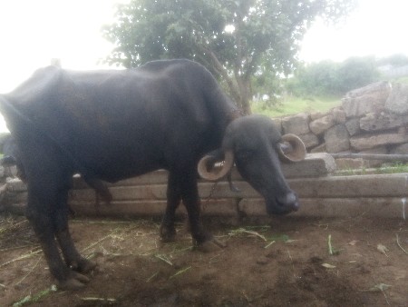 ભેસ વેચવાની છે