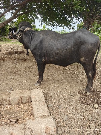 ખડેલિ