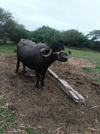 બે ભેંસ વેચવાની છે