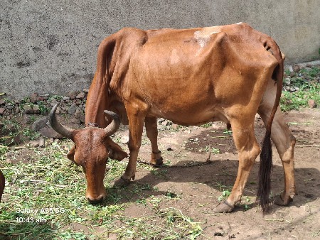 આ જર્સી ગાય વેચવાની છે