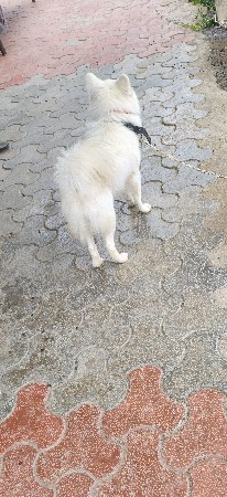 વેસવાનો છે