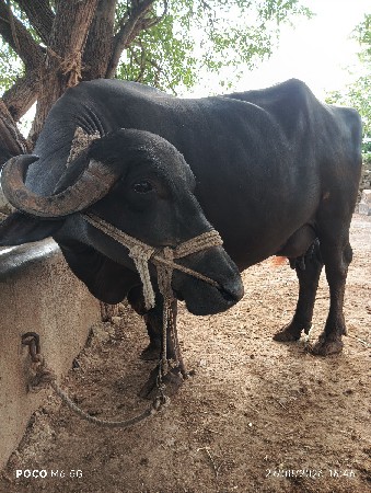 વેસવાનીસે