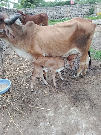 આદતપુરા ગામ ગાય વેચવાની આદત