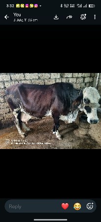 ગાય વેસવાની છે