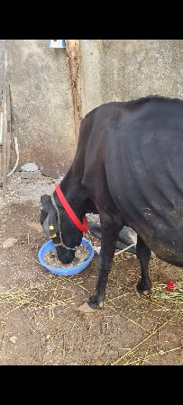 જર્સી ગાય વેચવાની છે