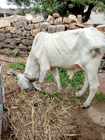 ત્રીજી ધરનોછે