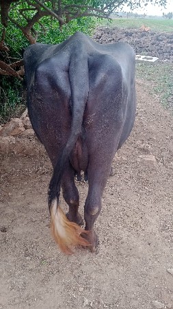 ભેંસ વેચવાની છે