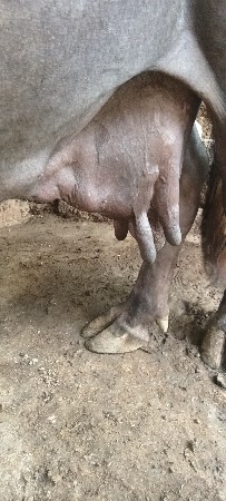 ભેંસ વેચવાની છે