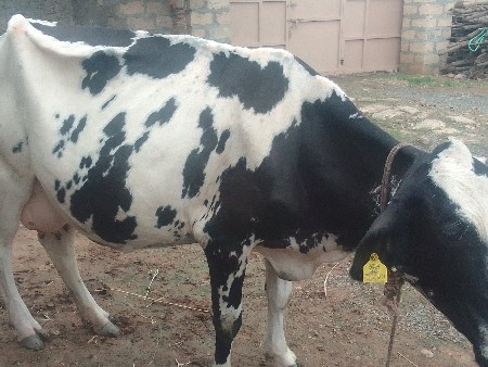 એચપ