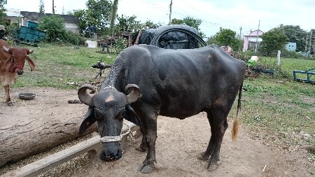 ભેંસ