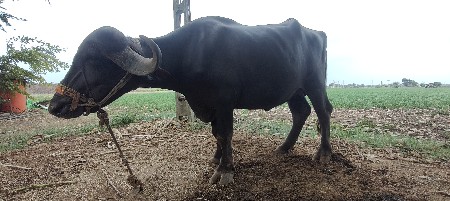 ભેંસ વેચવાની છે