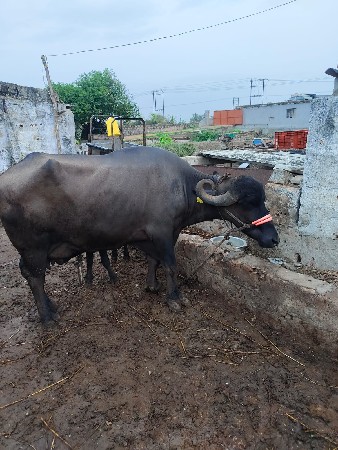 ભેંસ વેચવાની છે