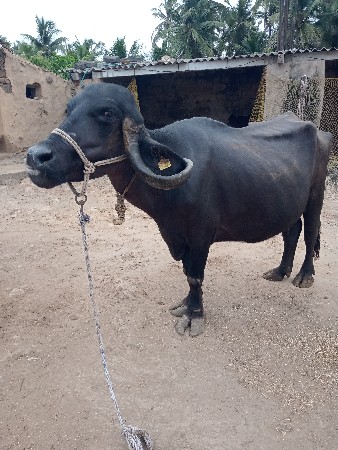 ભેશ વેચવાની છે