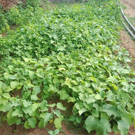 રીંગણી તથા મરચીનો રોપ