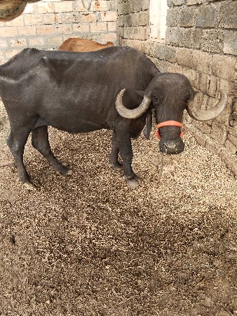 ખડેલી  વેસવાની સે