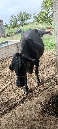 જરર્સી ગાય વેસવાની સે