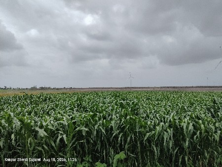 જુવાર નું લીલું