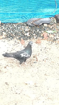 જમીન લૌટણ માદી જૌએ