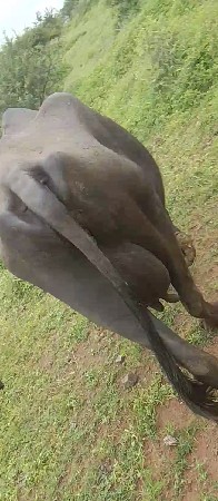 વેચવાની છે