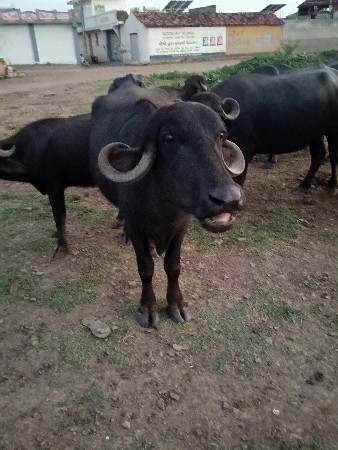 ખડેલી