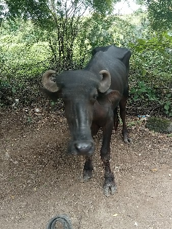 ખડેલી વેચવાની છે