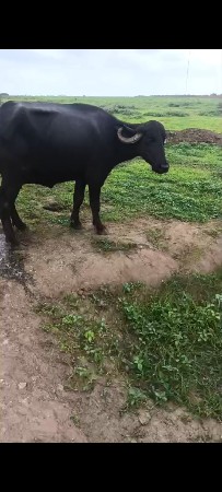 1 વેતર