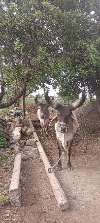 બળદ વેચવા ના સે