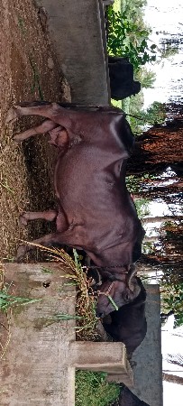 ભેંસ વેચવાની છે
