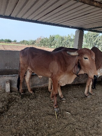 ગાય વેચવાની છે