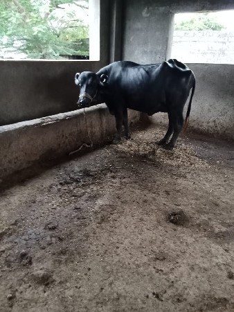 પેલું વેતર ખડેલી વેચવાની છે