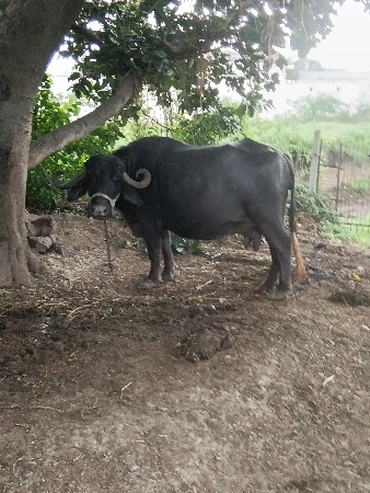 ભેંસ વેચવાની છે