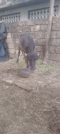 બની પાડી વેચવાની છે