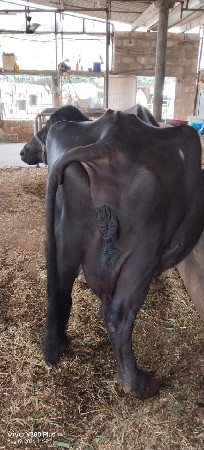 ફુલ જવાબદારી