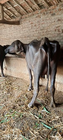 વેચવાની છે
