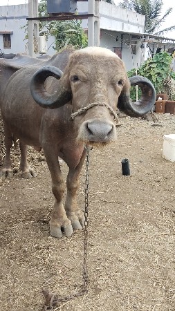 ભેંશ