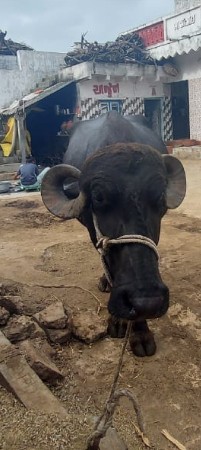 બીજું વેતર નું ખંડેલીછે