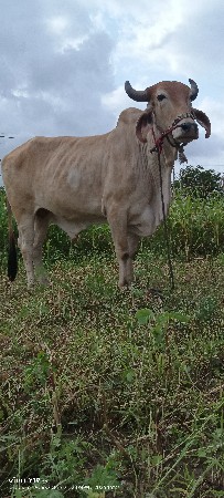 આ ગોદલો વેચવાનો છે