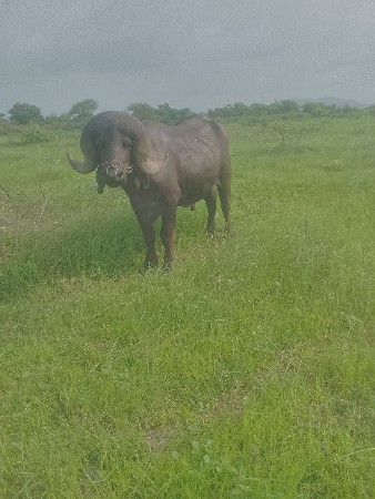 બે પાડા વેચવાના છે