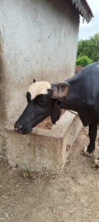 Jafrabadi
