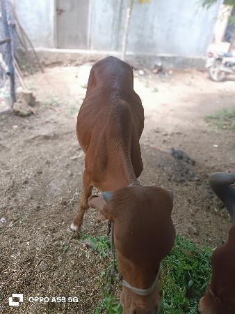 વાચડી વેચવાની છે