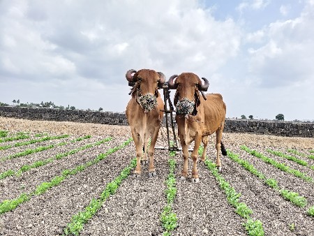આ બરધુ વેચવાના છે ૩ ધરના છે