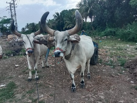 આબરધ. દેવાનાસે