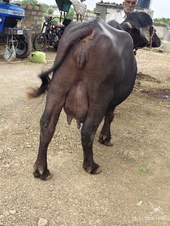 2‌ દાતે