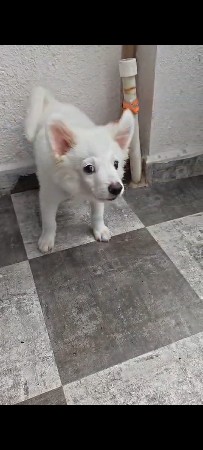 વેંચવાનો છે