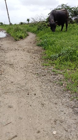 ભેંસ વેચવાની છે