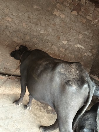 ખડેલી પેલી વેતરી