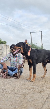 કૂતરો વેચવાનો છે
