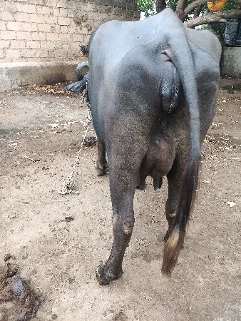 બીજું  વેતર